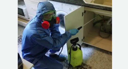 Уничтожение муравьев в квартире. Киселевск