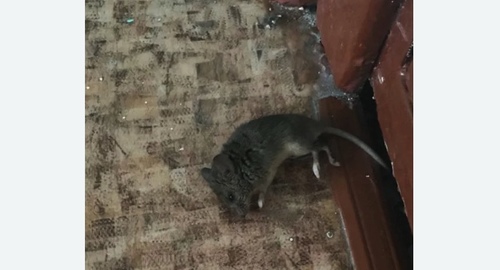 Дезинфекция от мышей в Киселевске