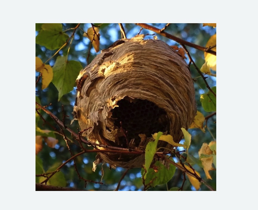 Обработка от шершней в Киселевске