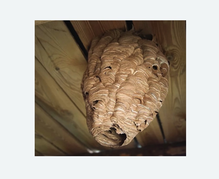 обработка от шершней в Киселевске