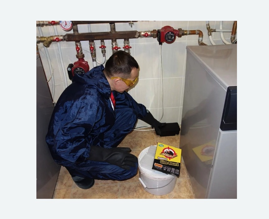 Уничтожение крыс в Киселевске