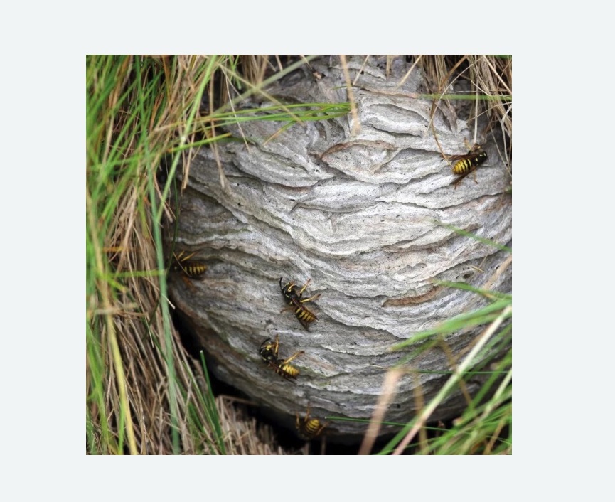 Уничтожение ос и ульев в Киселевске